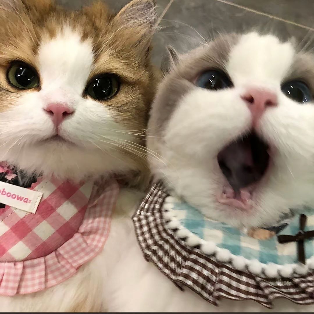 可爱猫猫-小铭blog