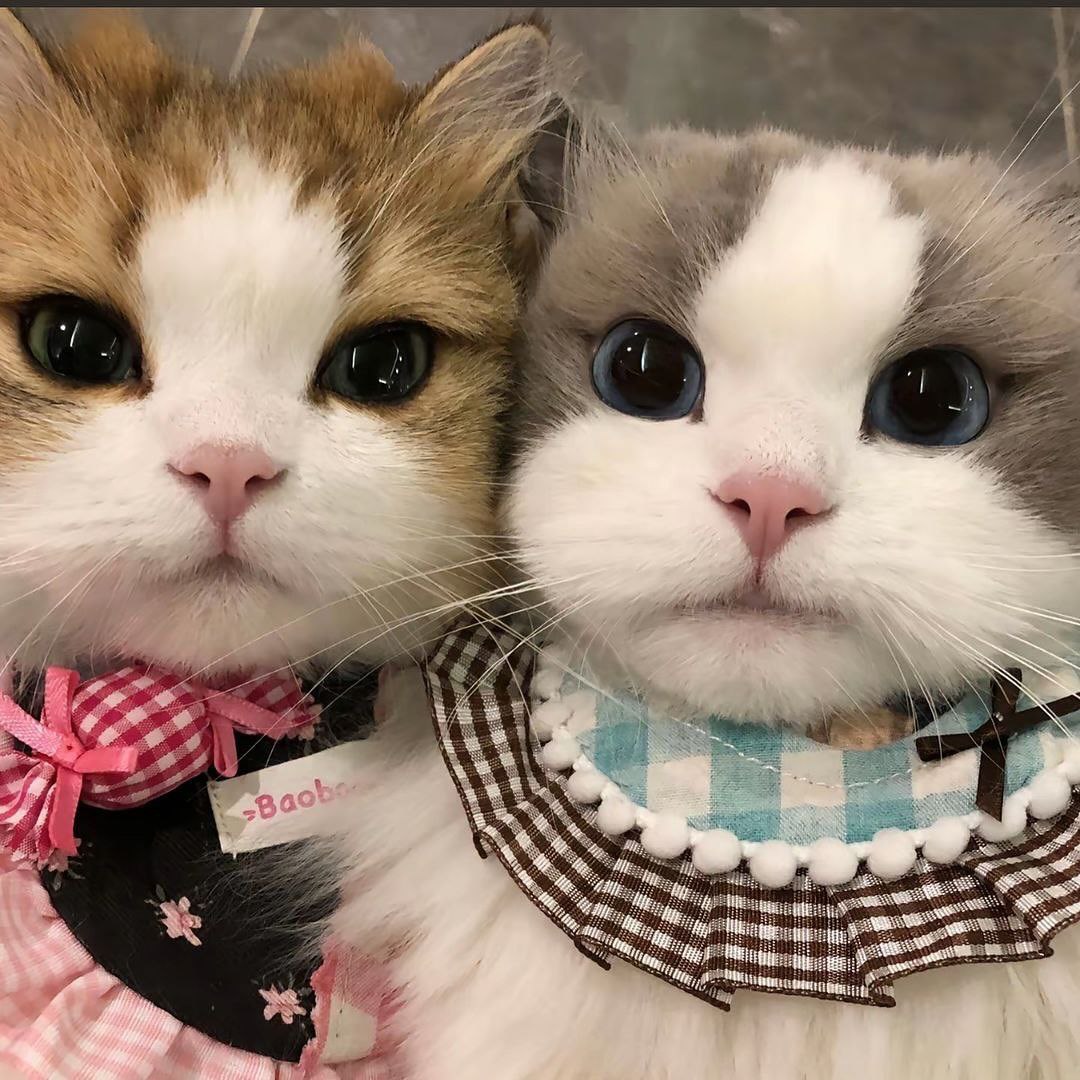 可爱猫猫-小铭blog