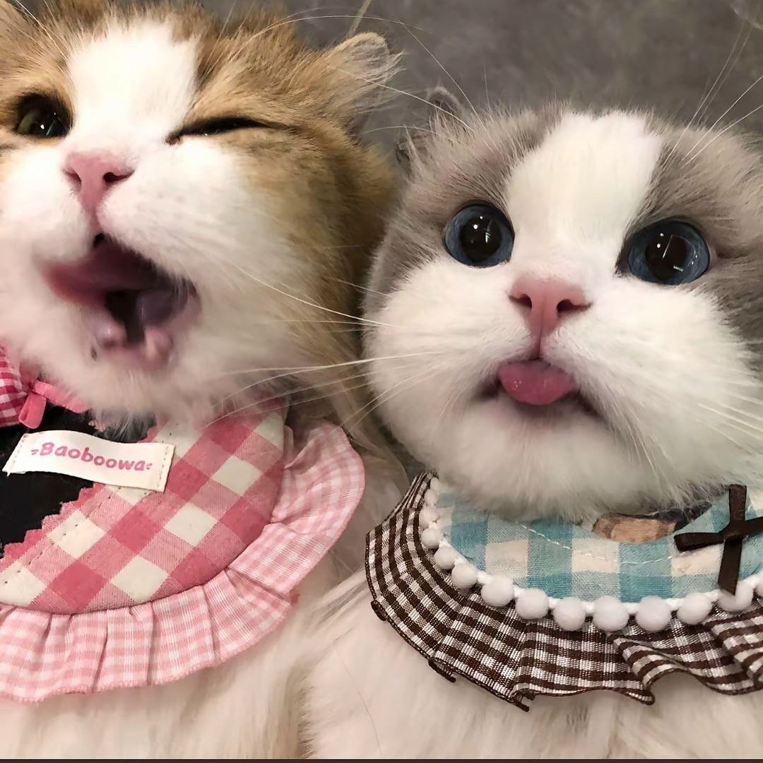 可爱猫猫-小铭blog