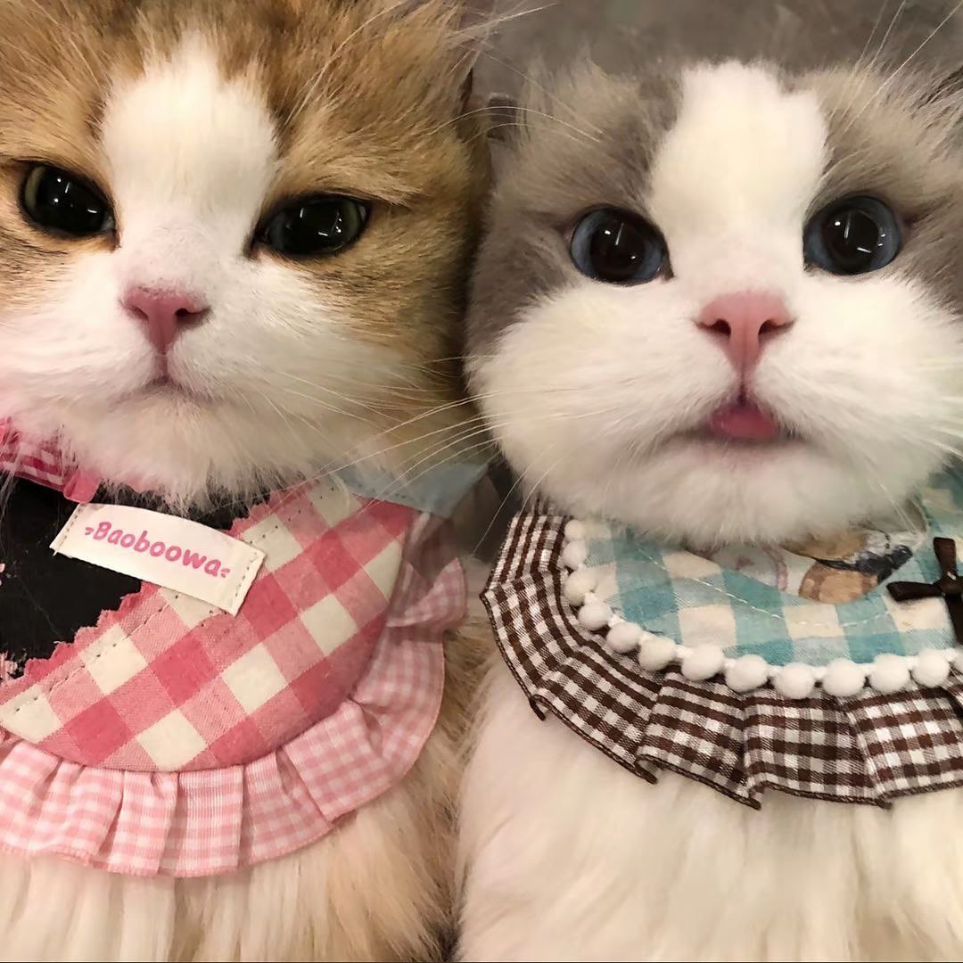 可爱猫猫-小铭blog