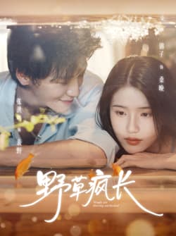 野草疯长（71集）张洪鸣＆锦子